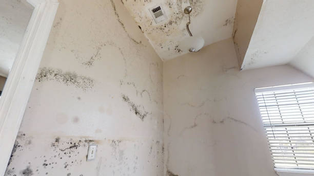 Best Attic Mold Removal  in Jordan, MN