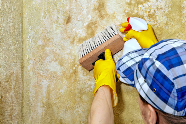 Best Forensic Mold Investigation  in Jordan, MN