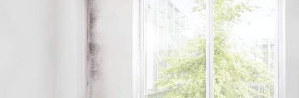 Best Post-Construction Mold Inspection  in Jordan, MN