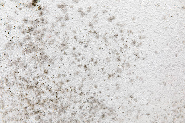 Best Emergency Mold Remediation  in Jordan, MN