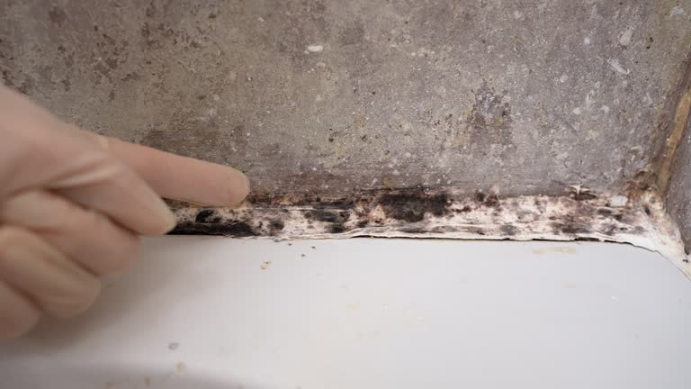 Best Mold Odor Removal Services  in Jordan, MN